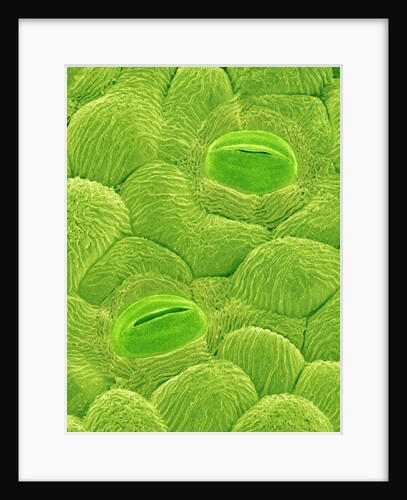 Stomata on a Camellia Leaf by Anonymous