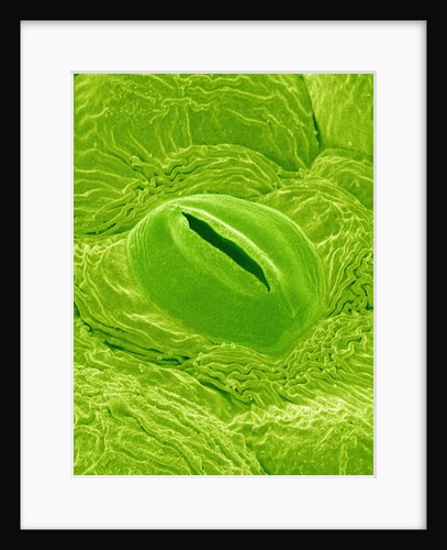 Stomata on a Camellia Leaf by Anonymous