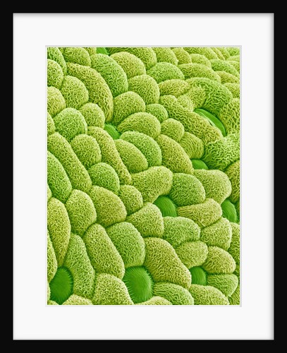 Stamen of Heartleaf Plant by Anonymous