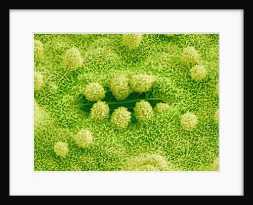 Stomata on Rice Plant Leaf by Anonymous