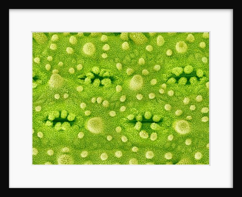Stomata on Rice Plant Leaf by Anonymous