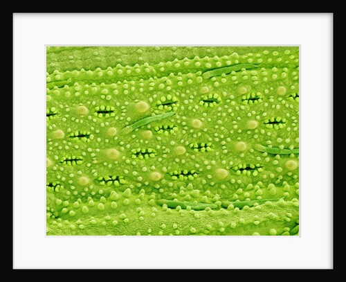Stomata on Rice Plant Leaf by Anonymous