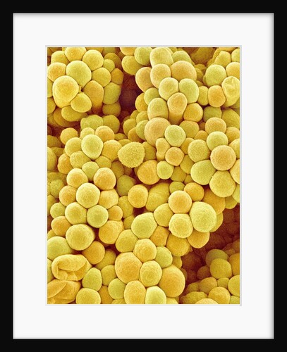 Pistil of a Melon Plant by Anonymous