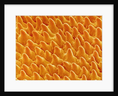 Petal of Pansy by Anonymous