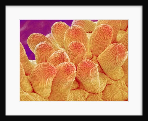 Petal of Chrysanthemum Flower by Anonymous