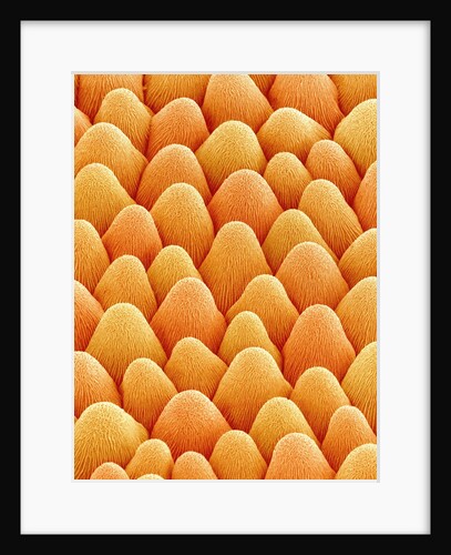 Bellflower Petal by Anonymous