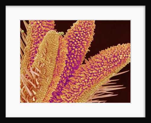 Pistil of Geranium by Anonymous