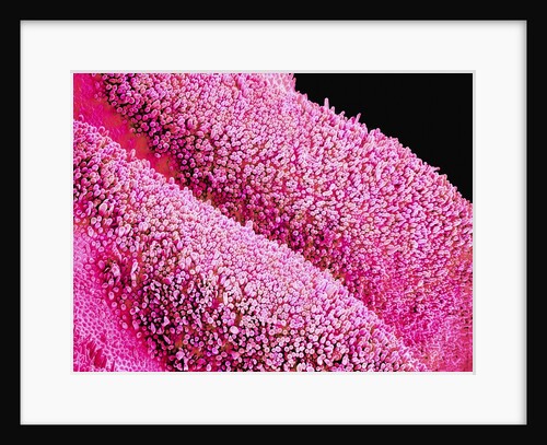 Petal of a Cymbidium Plant by Anonymous