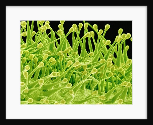 Pistil of Geranium by Anonymous