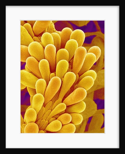 Pistil of Wildflower of Genus Rubia by Anonymous