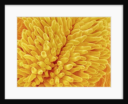 Pistil of Buttercup by Anonymous