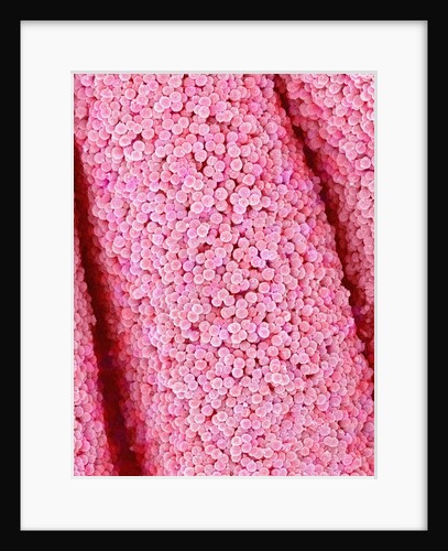 Pistil of Crab Cactus by Anonymous