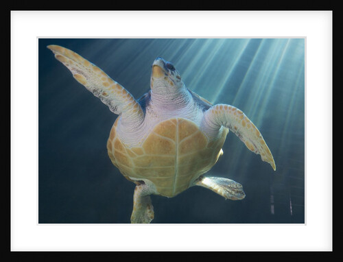 Turtle Swimming in Aquarium by Anonymous