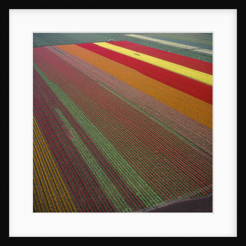 Aerial View of Tulip Fields by Anonymous