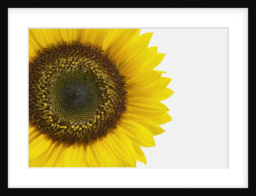 Yellow Sunflower by Anonymous