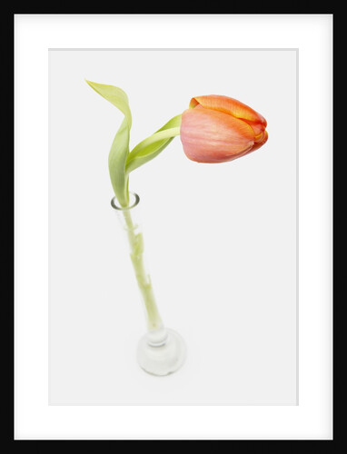 Tulip in Glass Vase by Anonymous