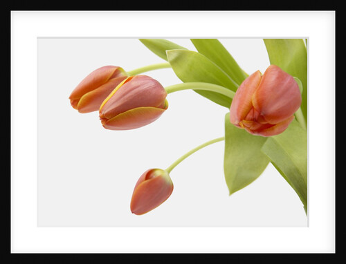 Four Red Tulips by Anonymous