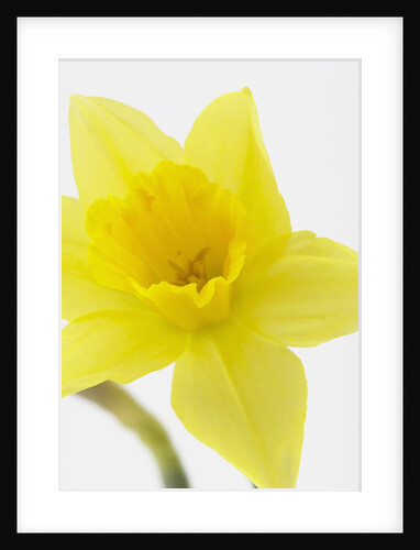 Daffodil Head by Anonymous