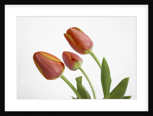 Bent Red Tulips by Anonymous