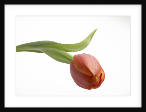 Red Tulip by Anonymous