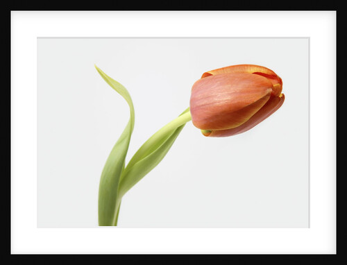 Red Tulip by Anonymous