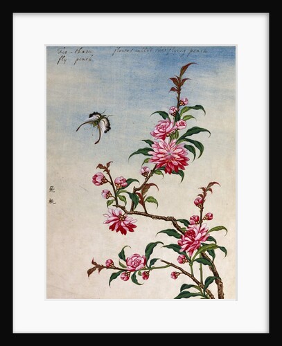 18th-Century Chinese Watercolor of Pink Flowers by Anonymous