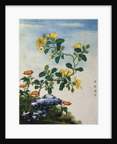 18th-Century Chinese Watercolor of Gold Thread Plant by Anonymous