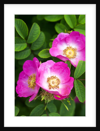 Pink Flowers by Anonymous