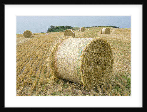 Round Hay Bales in Field by Anonymous