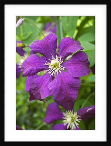 Purple Flowers by Anonymous