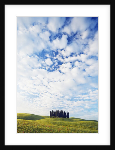 Italian Cypress Trees in Cornfield by Anonymous