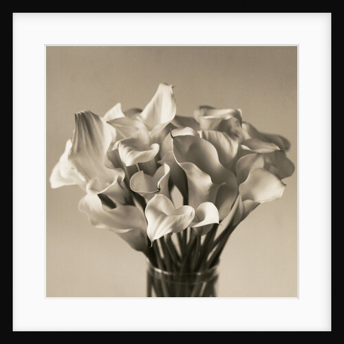 Calla Lilies in Vase by Anonymous