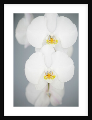 White Orchids by Anonymous