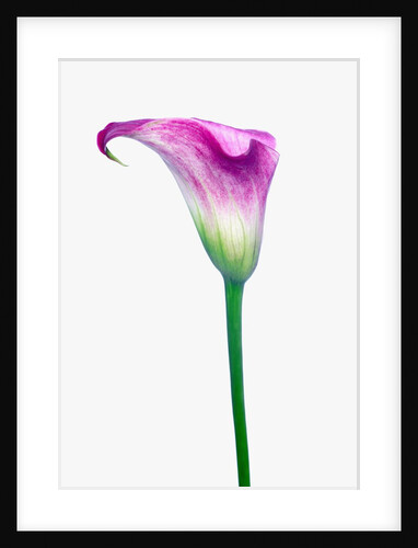 Calla Lily by Anonymous