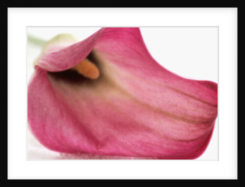 Dusky Magenta Calla Lily by Anonymous