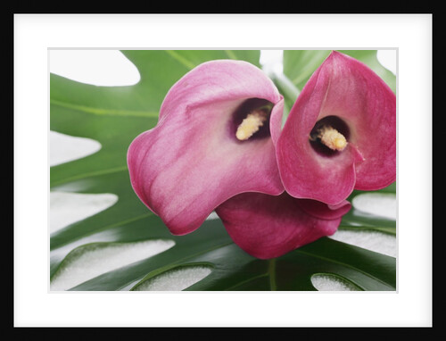 Calla Lilies and Leaves by Anonymous