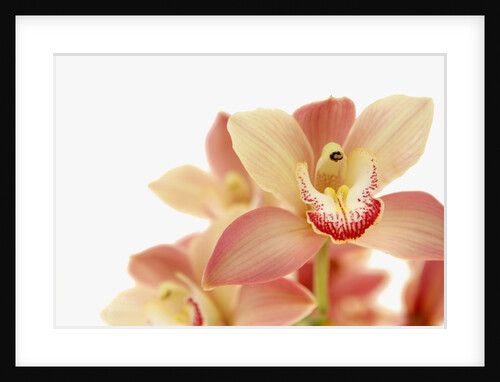 Salmon-Pink Orchid Blossoms by Anonymous