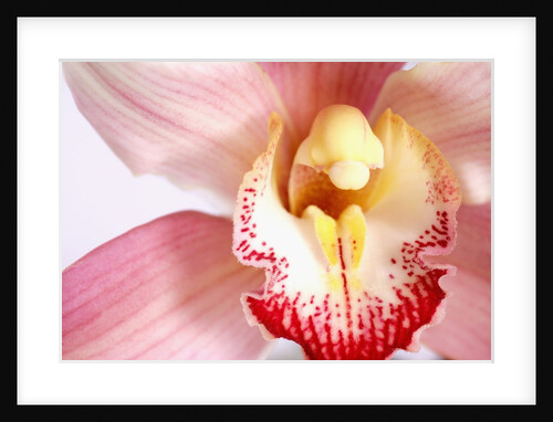 Pink and Yellow Orchid by Anonymous