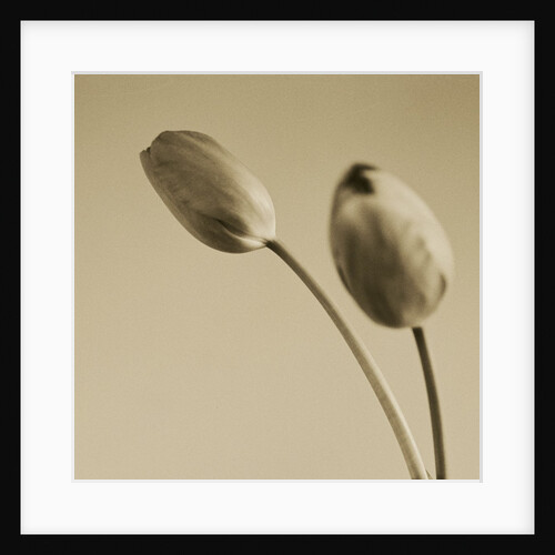 Tulips by Anonymous
