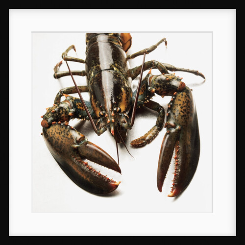 Lobster by Anonymous