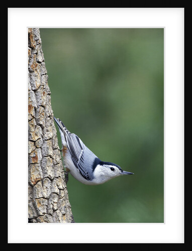 White-Breasted Nuthatch Perching on Tree Trunk by Anonymous