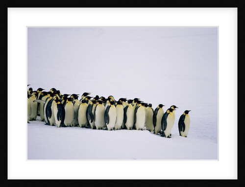 Emperor pinguins standing in a row, side view by Anonymous