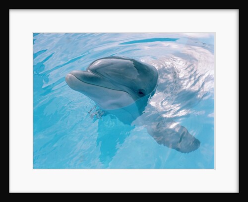 Dolphin Looking Out of the Water by Anonymous