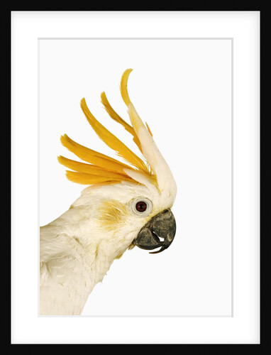 Cockatiel by Anonymous