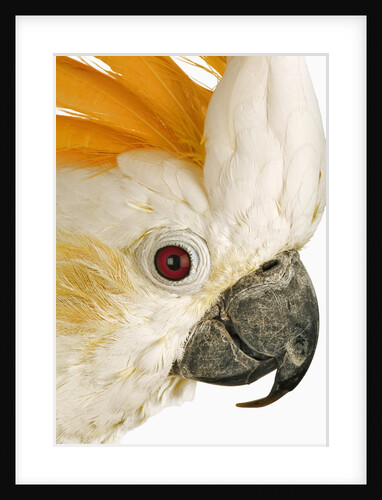 Cockatiel by Anonymous