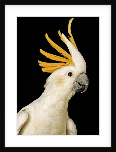 Cockatiel by Anonymous