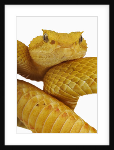 Eyelash Viper by Anonymous