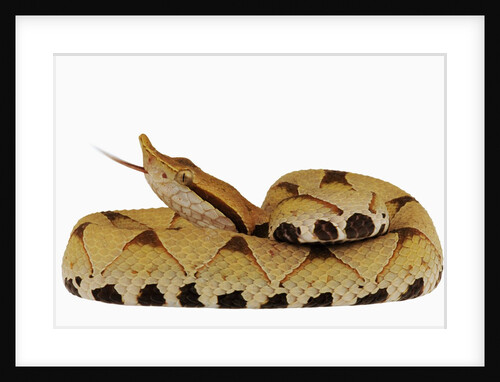 Sharp-Nosed Viper by Anonymous