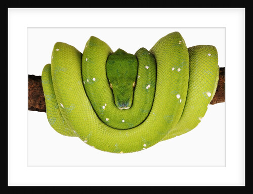 Green Tree Python by Anonymous