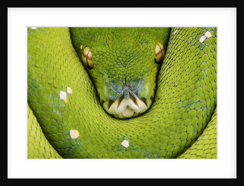 Green Tree Python by Anonymous